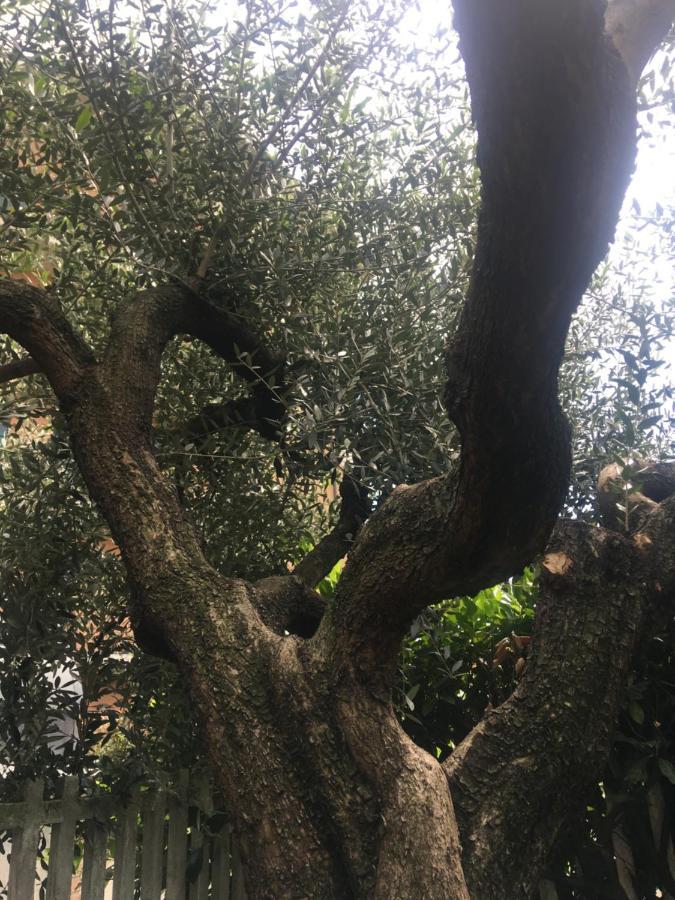 L'Ulivo Lägenhet Ciriè Exteriör bild